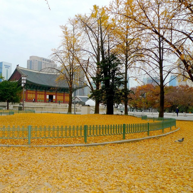 Lá vàng lá đỏ trong khuôn viên Deoksugung
