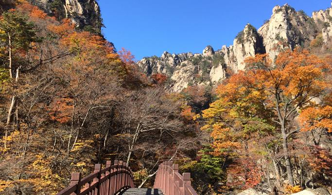 Wondaeri Birch Forest với phong cảnh tuyệt đẹp vào mùa thu nên được rất nhiều du khách lựa chọn làm điểm tham quan và leo núi khi tới Hàn Quốc