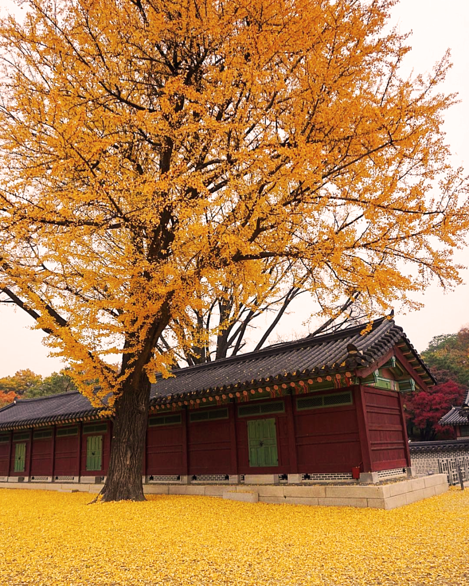 Tháng 11 là thời điểm ngắm lá vàng lá đỏ đẹp nhất ở Seoul
