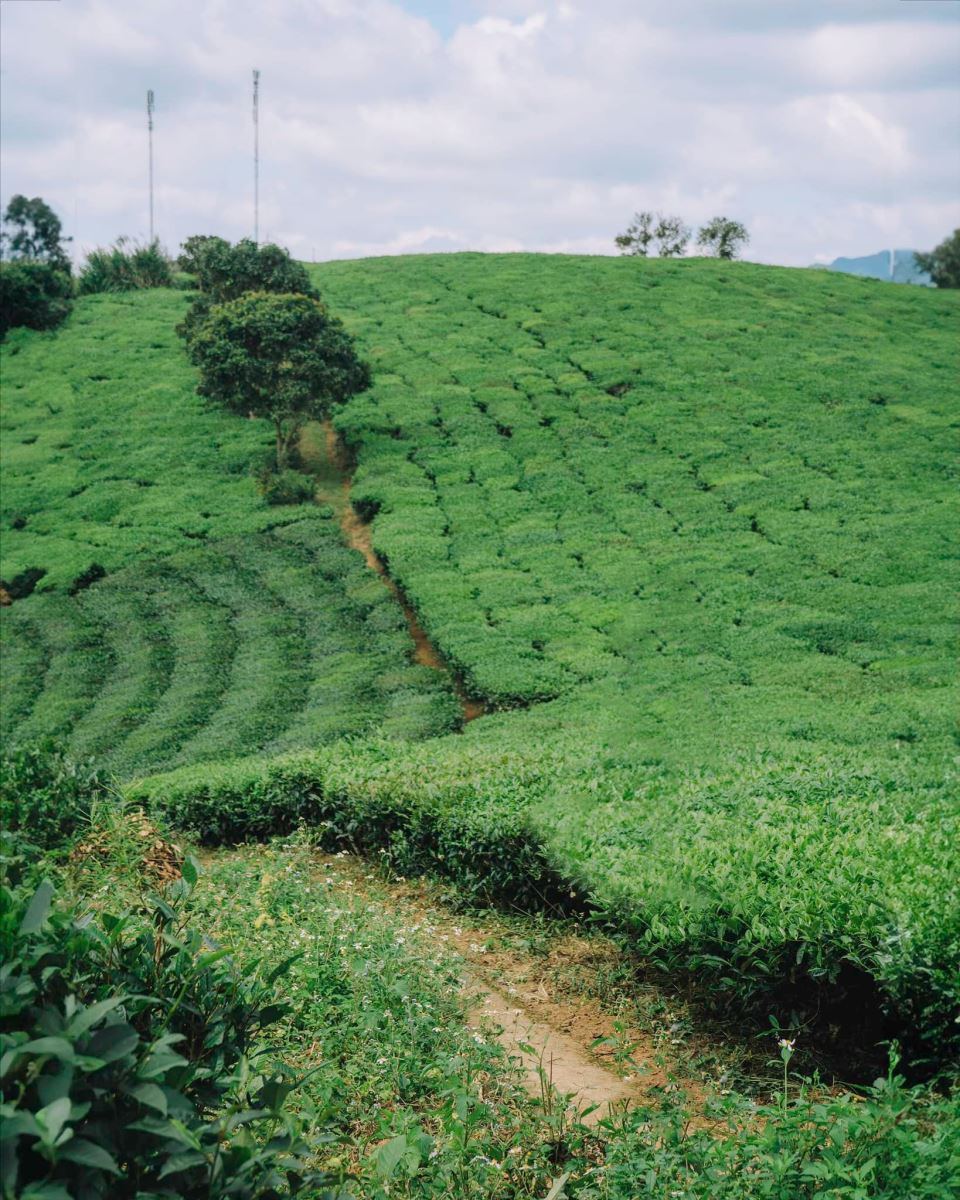 Đồi chè Mộc Châu