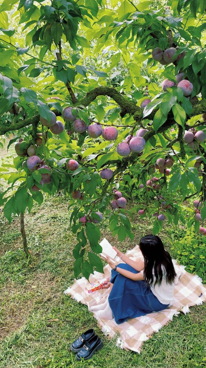 Hái mận ở Mộc Châu là một trải nghiệm thú vị mà bạn không nên bỏ lỡ