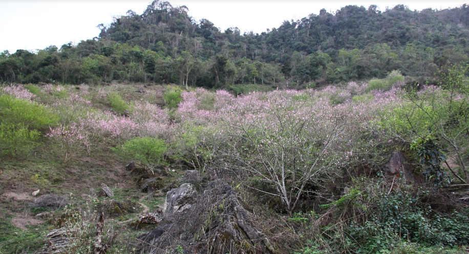 Đào nở rộ khắp núi rừng ở Lóng Luông