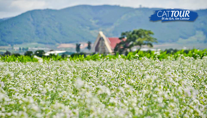 Du lịch Mộc Châu - Hoa Cải Trắng
