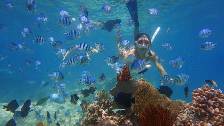 Hoạt động được yêu thích nhất trong tour 4 đảo là lặn ngắm san hô