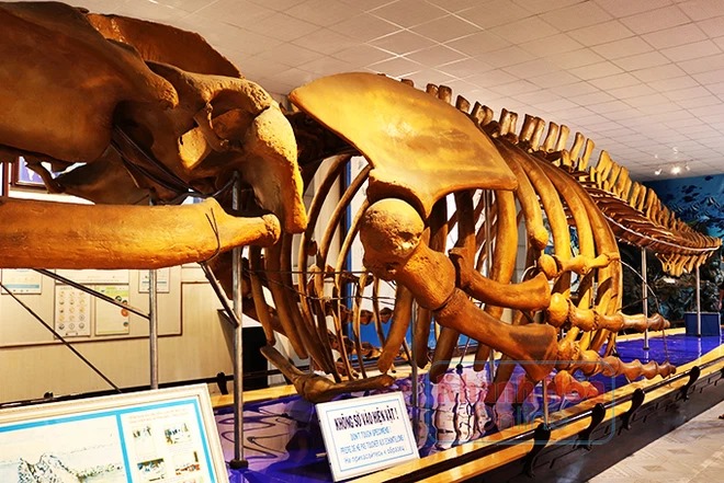Bộ xương cá voi khổng lồ mà người dân tưởng là xương khủng long