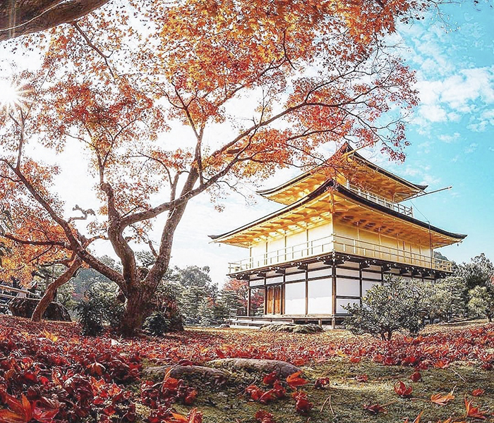 Cùng ghé thăm kinkakuji  ngôi chùa lung linh được dát vàng ở nhật bản