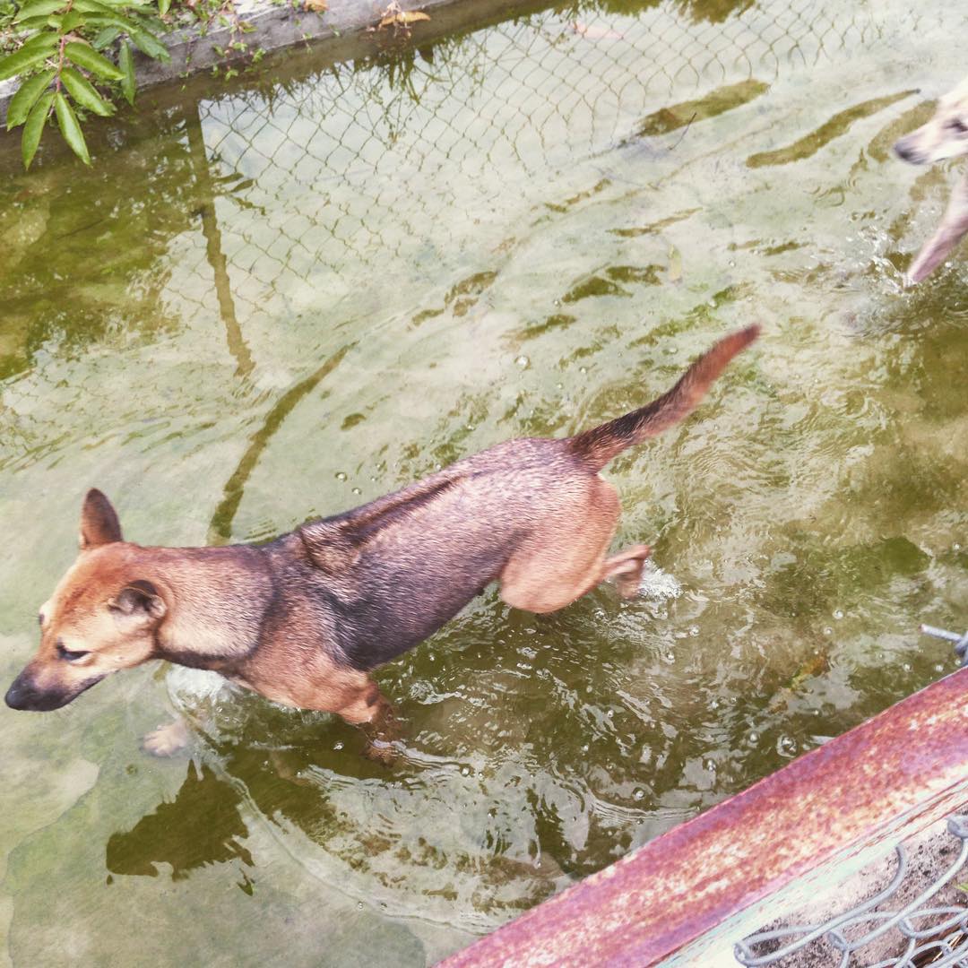 Trung tâm bảo tồn chó xoáy Phú Quốc
