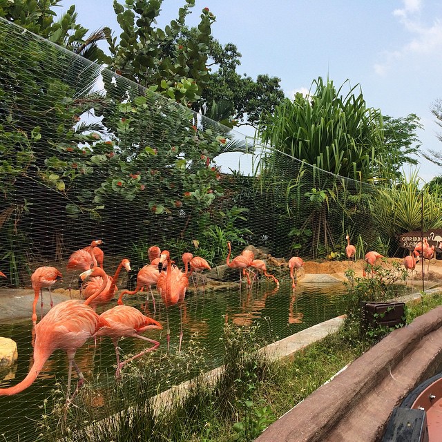 Loài hồng hạc đặc biệt ở Singapore Zoo
