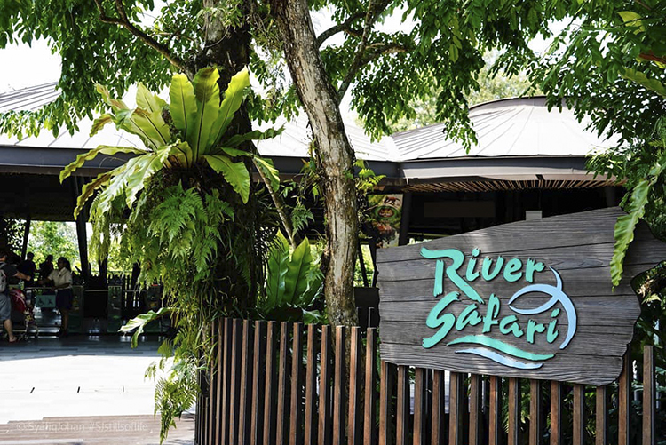kinh nghiệm đi river safari singapore