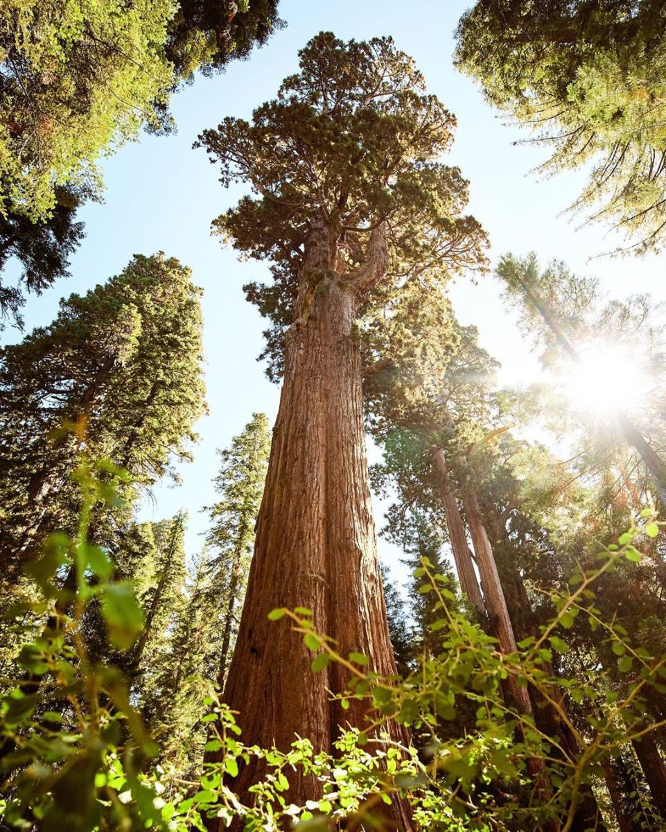 Công viên quốc gia Sequoia