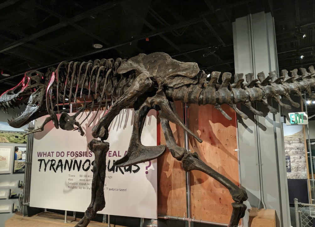 Bảo tàng Lịch Sử Thiên Nhiên Hoa Kỳ là nơi trưng bày mô hình các loài động vật đặc trưng của nước Mỹ