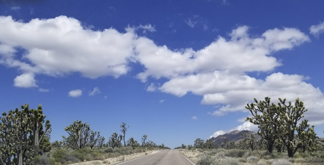Ở hoang mạc Mojave, hầu như chỉ có loài thực vật duy nhất là xương rồng Joshua