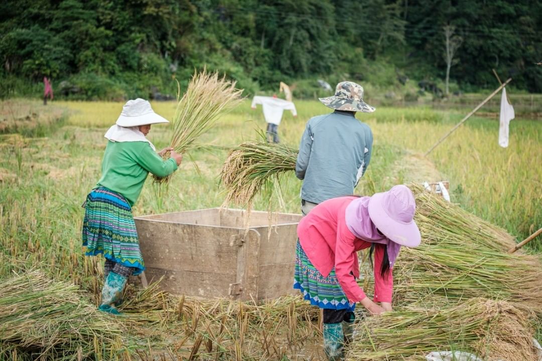Cảnh người dân thu hoạch lúa theo cách truyền thống dọc hai bên đường