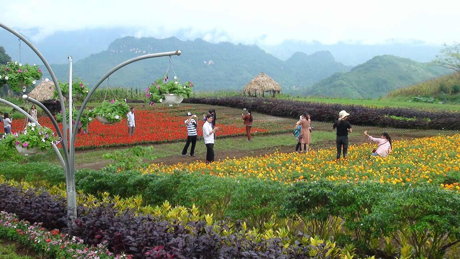 Bình Nguyên Xanh Khai Trung không chỉ có màu xanh của cây cối mà còn có những sắc màu rực rỡ của hàng trăm loài hoa đẹp