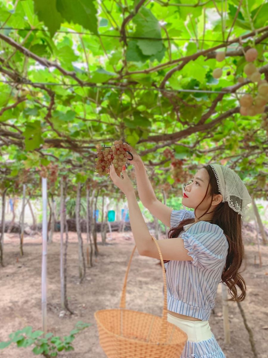 Tháng 2 là thời điểm thích hợp nhất để đến và khám phá các vườn nho ở Ninh Thuận