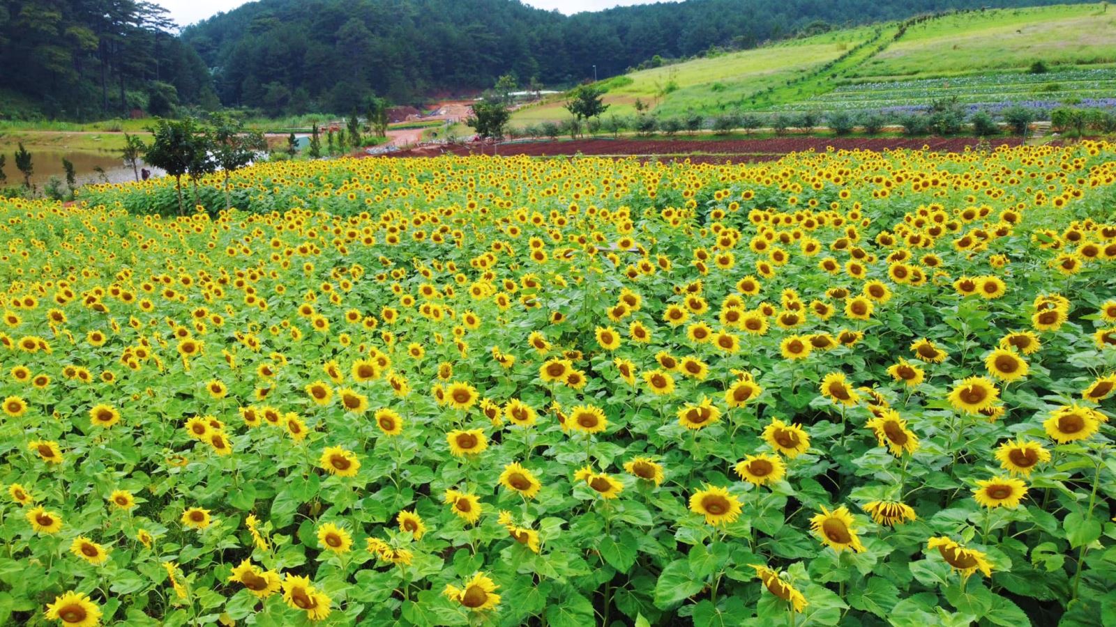 Khoảng tháng 11, 12 hàng năm là lúc hoa hướng dương ở Đà Lạt nở rực rỡ nhất