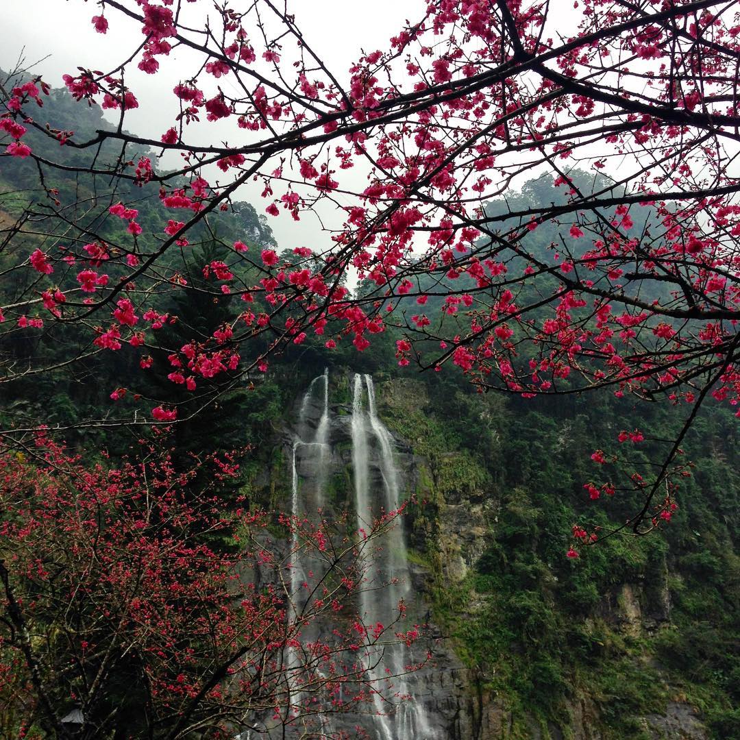 Hoa anh đào nhuộm thắm cả khung cảnh ở thác nước Wulai