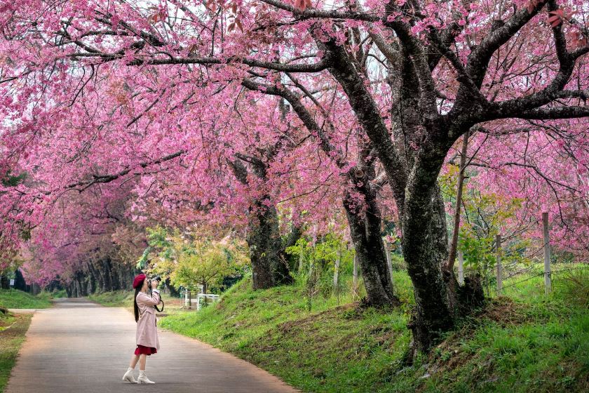 Thời điểm lý tưởng nhất để thưởng ngoạn hoa anh đào ở Đài Loan là vào tháng 2 và tháng 3