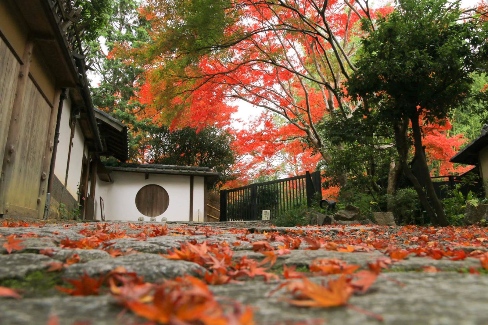 Kyoto vào mùa là đỏ là địa điểm yêu thích của rất nhiều Tiktoker
