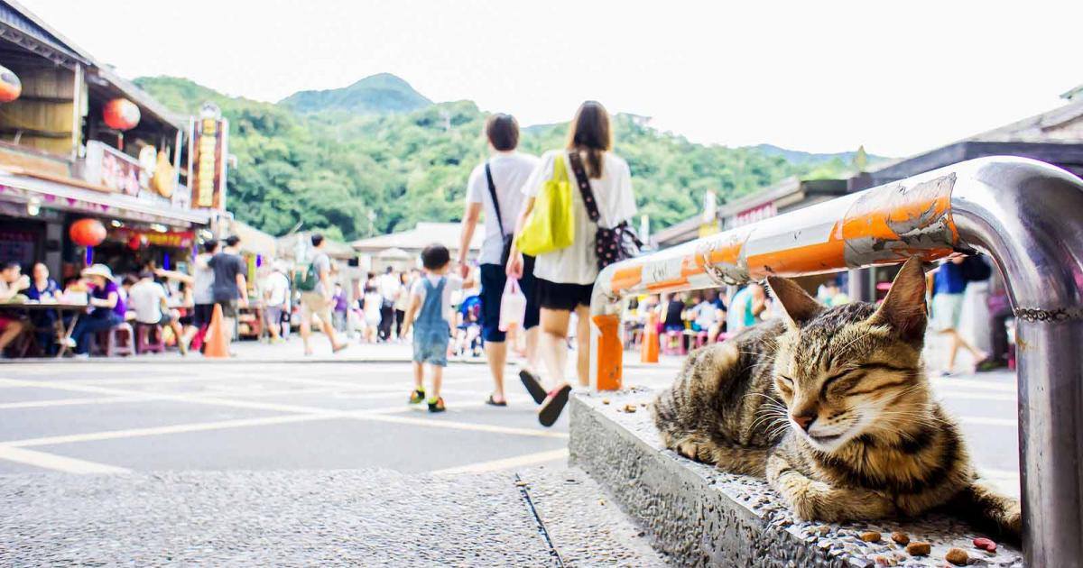 Những chú mèo xuất hiện ở khắp mọi nơi trong làng Houdong