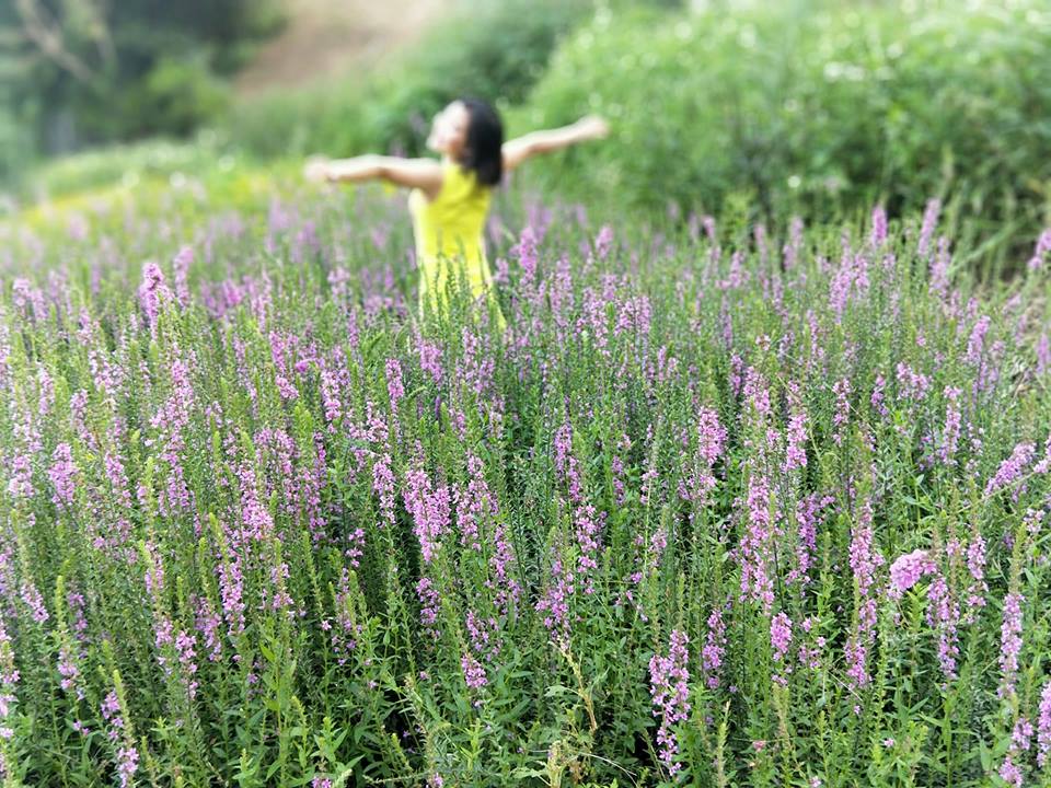 Phim trường Miaoli có cả một vườn hoa oải hương để các bạn sống ảo