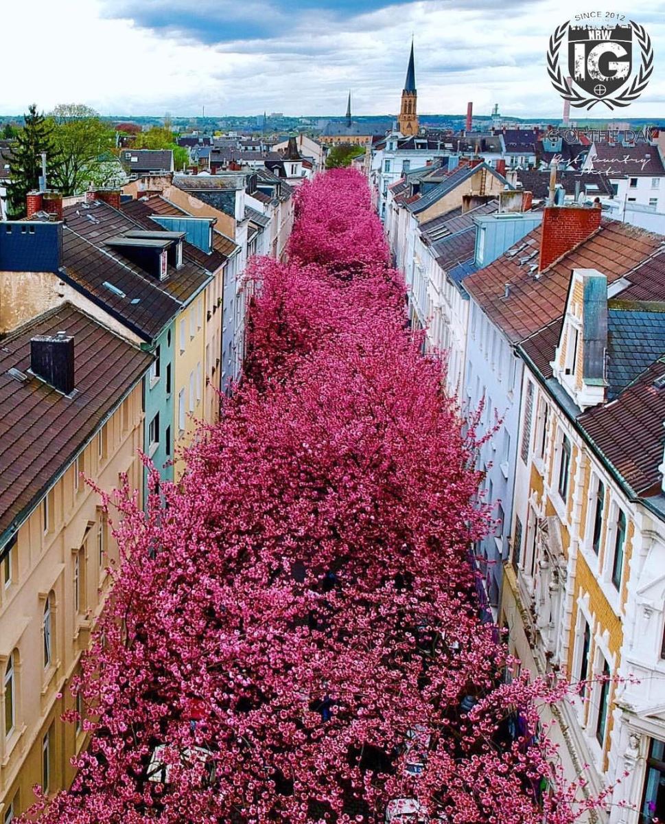 Hoa anh đào ở đường Altstadt, thành phố Bonn, Đức