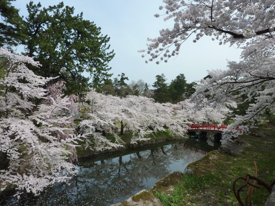 Hoa anh đào ở công viên Hirosaki, Aomori, Nhật Bản