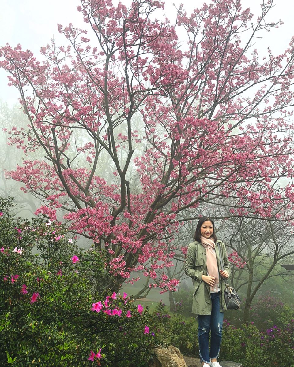 Hoa anh đào mọc dại trên núi Yangmingsan (Dương Minh Sơn), Đài Loan