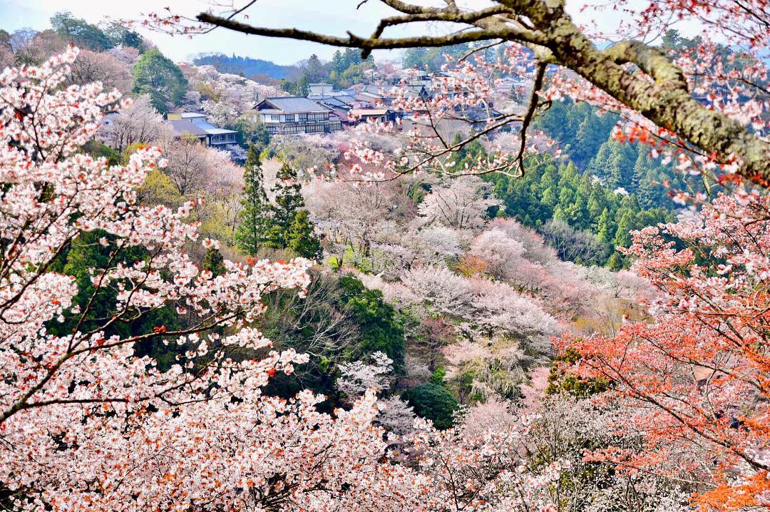 Hoa anh đào trên núi Yoshino, Nara, Nhật Bản