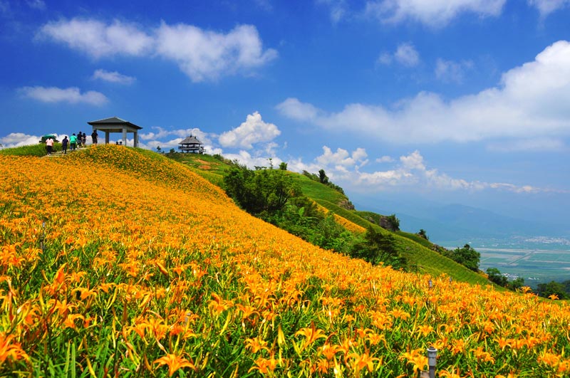Đồi hoa Kim Châm trên núi Lục Thập
