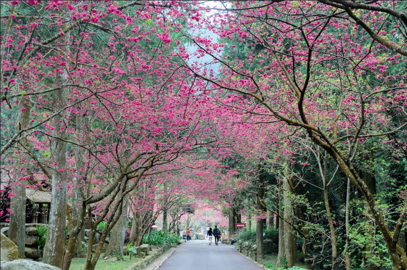 Hoa anh đào tạo thành một lối đi vô cùng đẹp và lãng mạn xung quanh Hồ Nhật Nguyệt