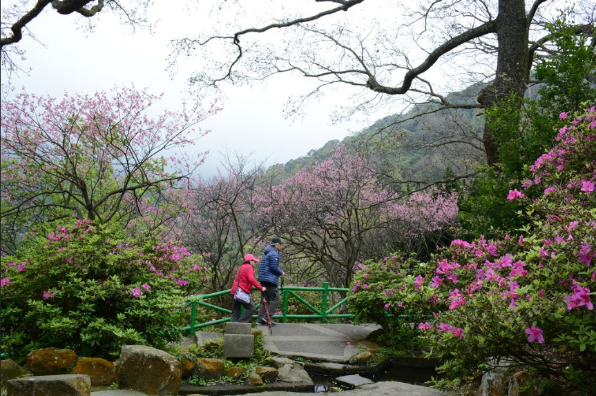 Vào mùa xuân, chỗ nào ở Yangmingshan cũng tràn ngập hoa anh đào nở