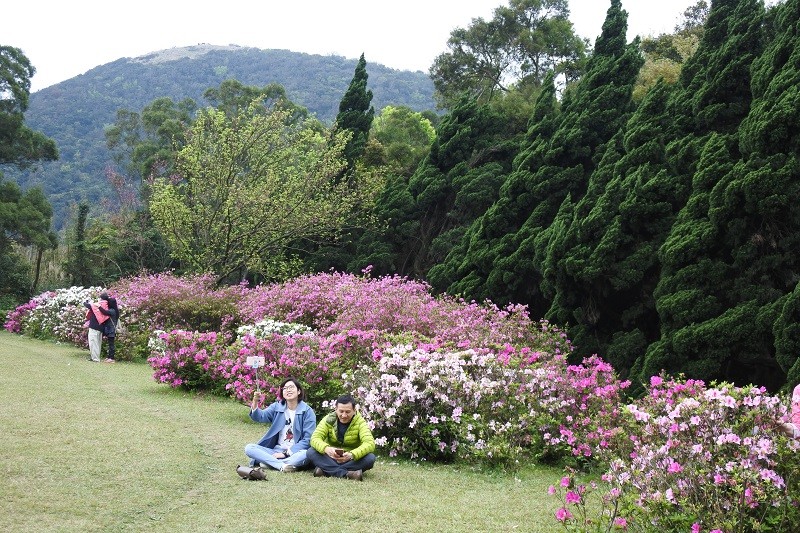 Mùa xuân - Mùa hoa đỗ quyên đến độ  rực rỡ trên núi Yangmingshan