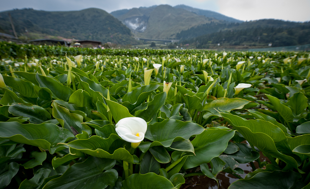 Những vườn hoa loa kèn trắng nở rộ vào mùa xuân dưới chân núi Yangmingshan