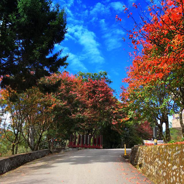 Đường lên núi Dasyue Shan ngập tràn những cây phong đỏ vào mùa thu