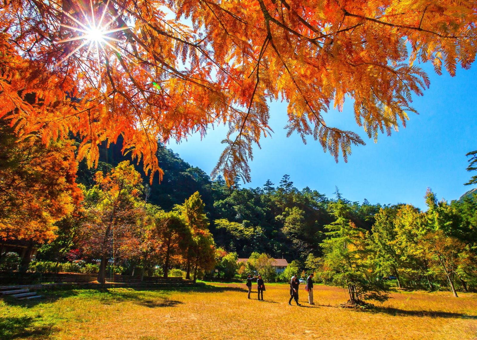 Thời điểm lá phong đỏ đẹp nhất ở Wuling là vào giữa tháng 10, đầu tháng 11