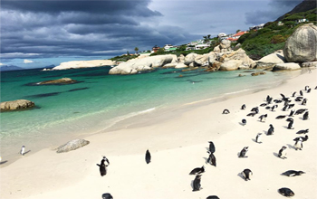 Tắm biển tại Cape Town