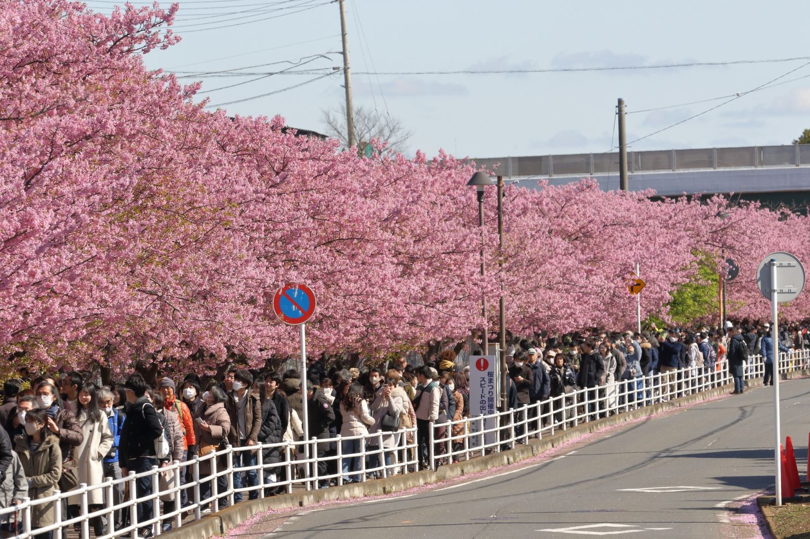 Khung cảnh tại lễ hội Hanami