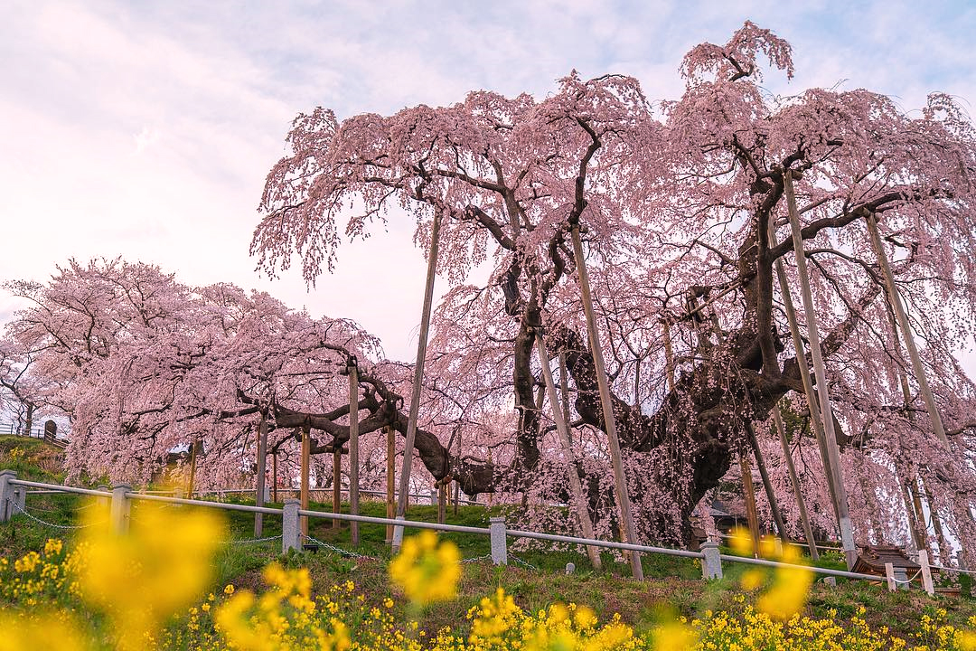 Miharu Takizakura được coi là cây hoa anh đào đẹp nhất ở Nhật Bản