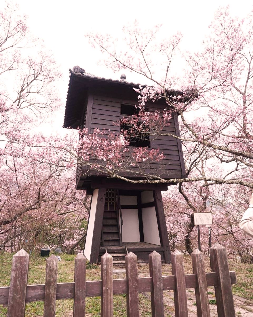 Takato Castle Park với những "ngôi nhà" xinh xắn được phủ hoa anh đào vô cùng đẹp mắt