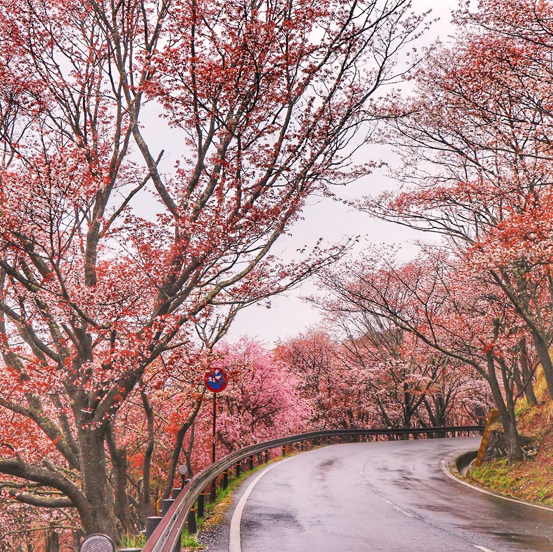 Núi Yoshino ngập tràn sắc hoa anh đào khắp mọi nơi vào tháng 4