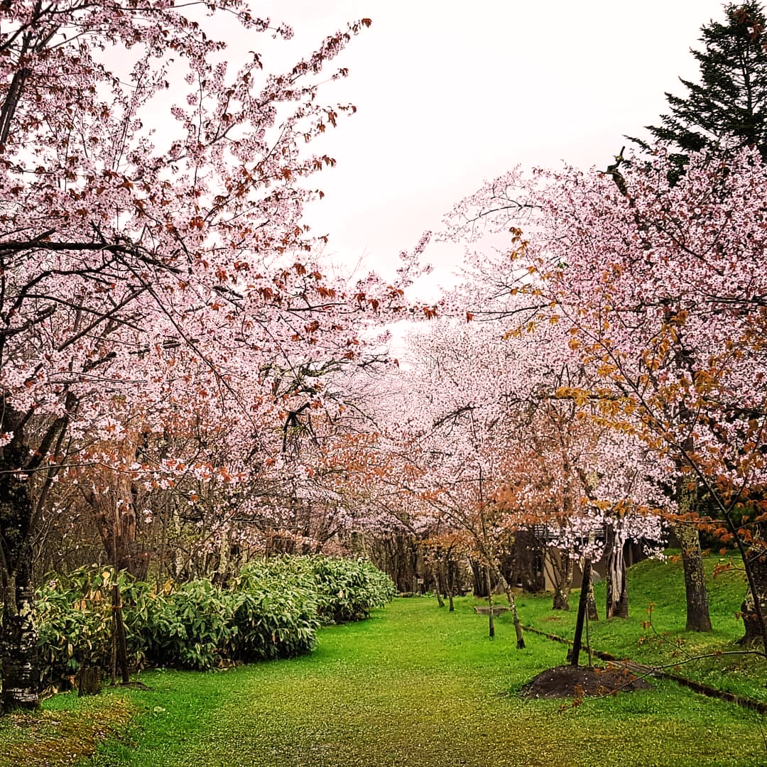 Vẻ đẹp rực rỡ của hoa anh đào trong công viên Asahikawa