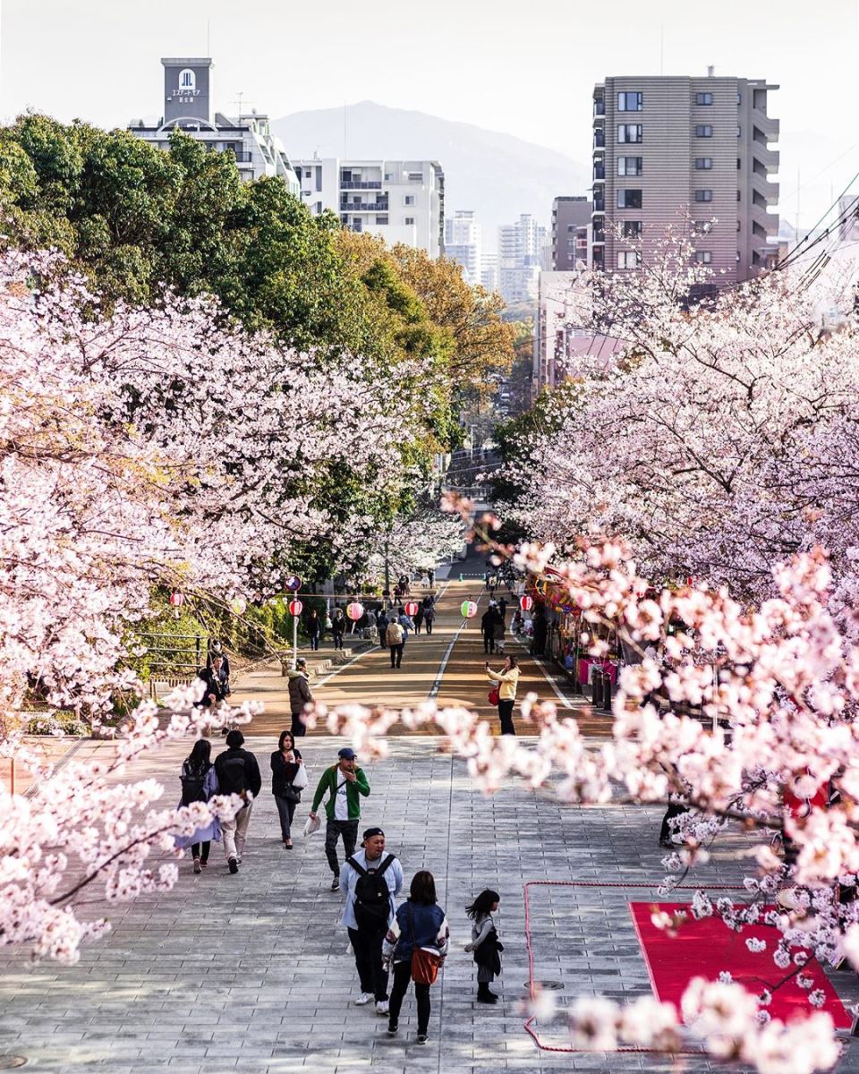 Công viên Nishi với hơn 1300 cây hoa anh đào chắc chắn sẽ khiến bạn đắm chìm trong sắc hồng rực rỡ của loài hoa này