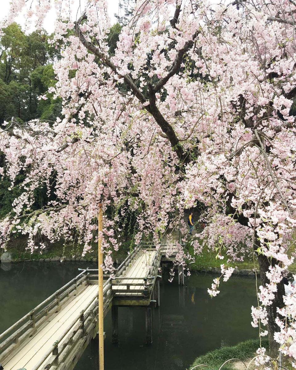 Okayama Korakuen với cây cầu phủ kín hoa anh đào bắc qua sông là một điểm ngắm hoa anh đào nổi tiếng ở Okayama