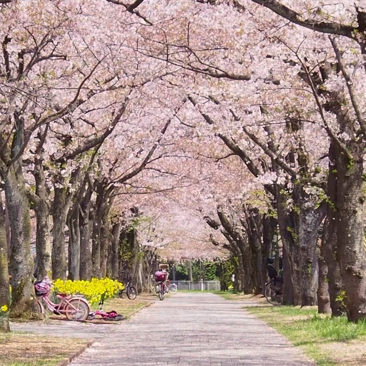 Vườn Quốc Gia Shinjuku Gyoen có tới 1000 cây hoa anh đào để du khách tới chiêm ngưỡng và chụp ảnh