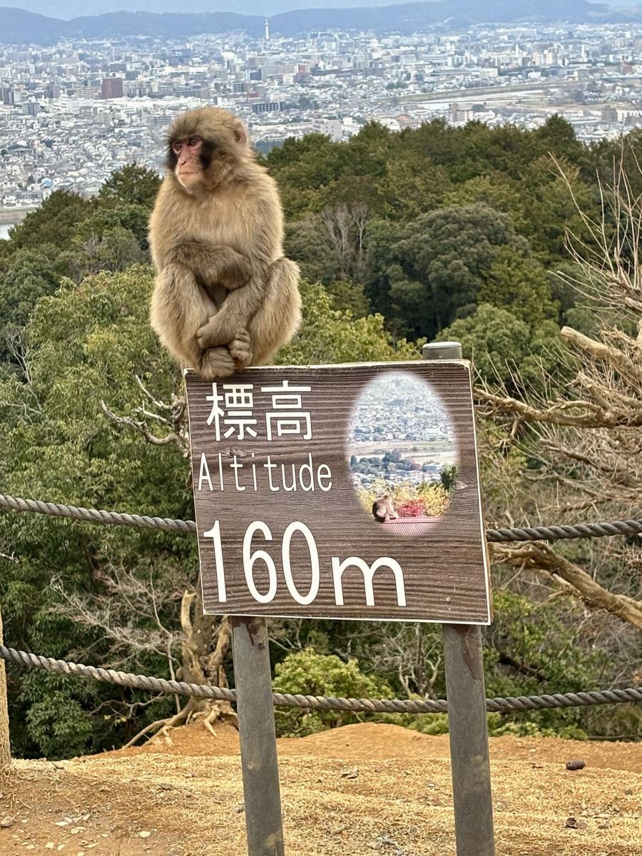 Monkey Park Iwatayama