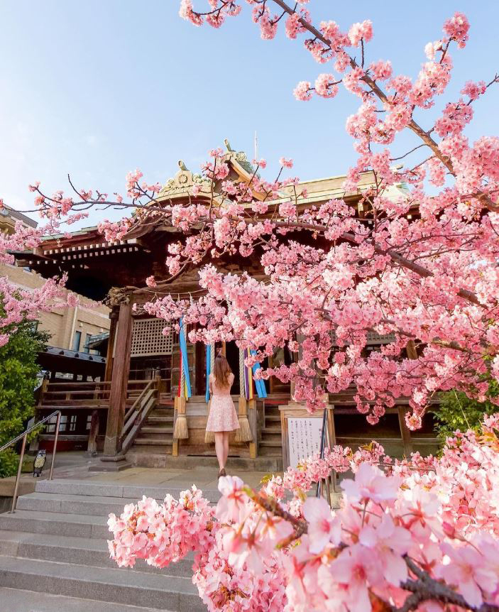 Hoa anh đào ở đền Sakura Jungu