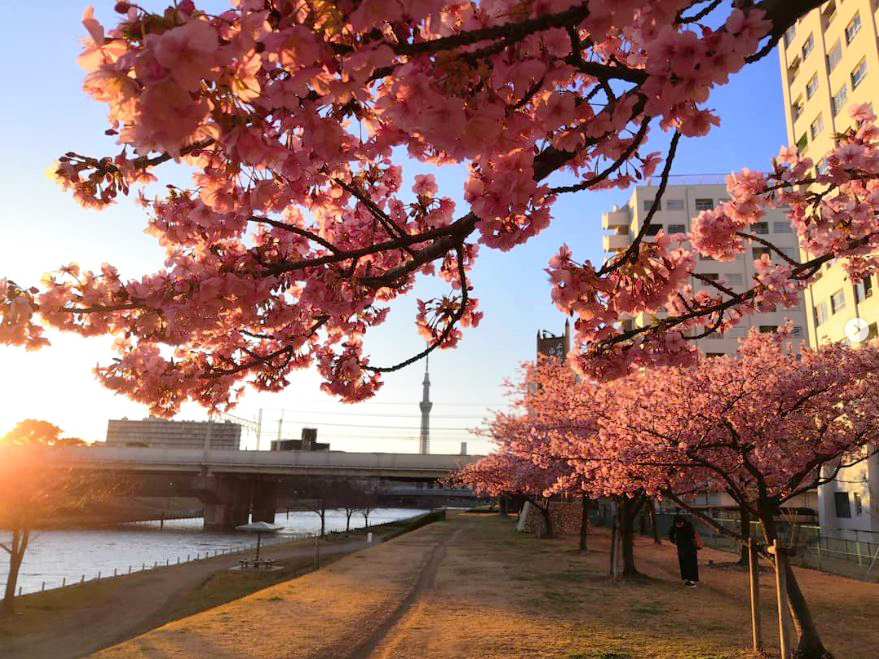 Rừng hoa anh đào rực rỡ dưới chân tháp Tokyo Skytree
