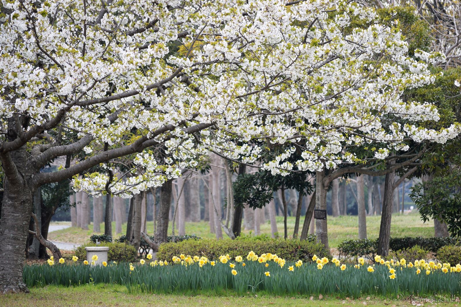 Hoa anh đào ở công viên Uminonakamichi, Fukuoka, Nhật Bản