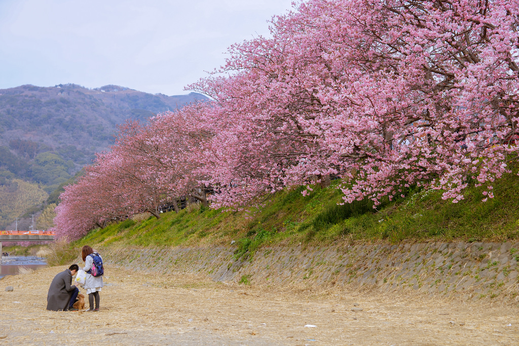 Hoa anh đào ở công viên Shizuoka, Shizuoka, Nhật Bản